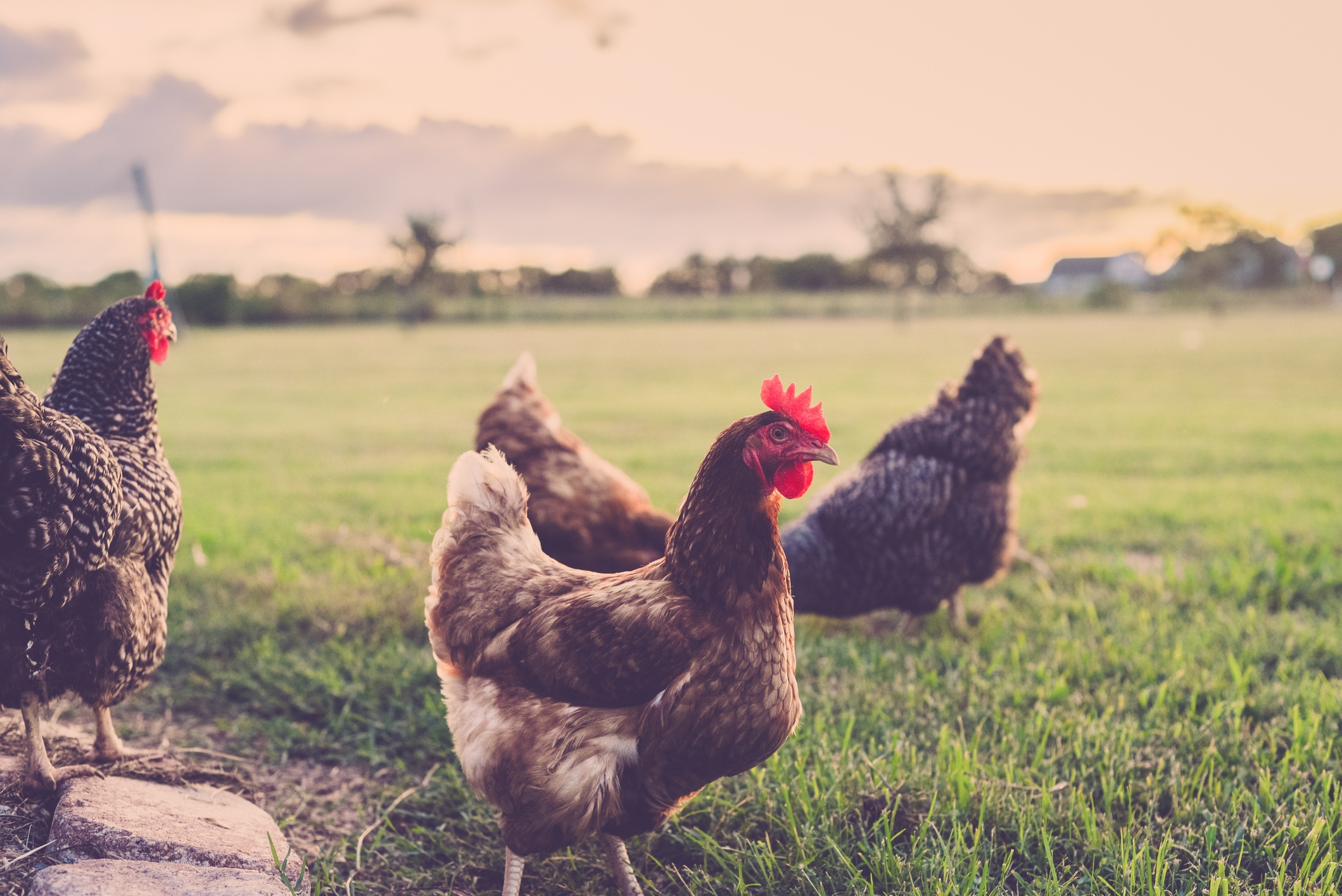 la volaille utilisée dans nos bouillons KUB® Volaille et Poule au Pot est de la volaille élevée en plein air