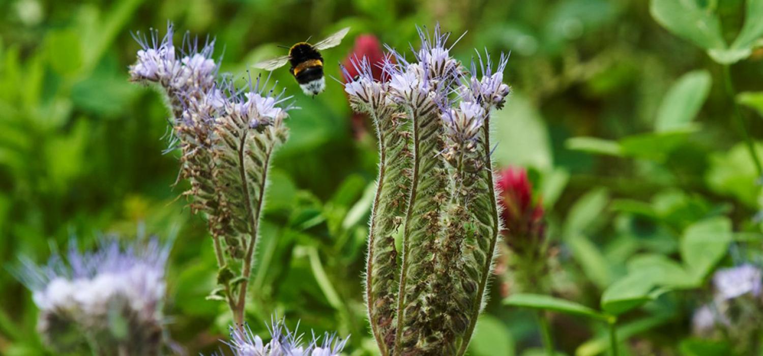 Biodiversité soil SGF